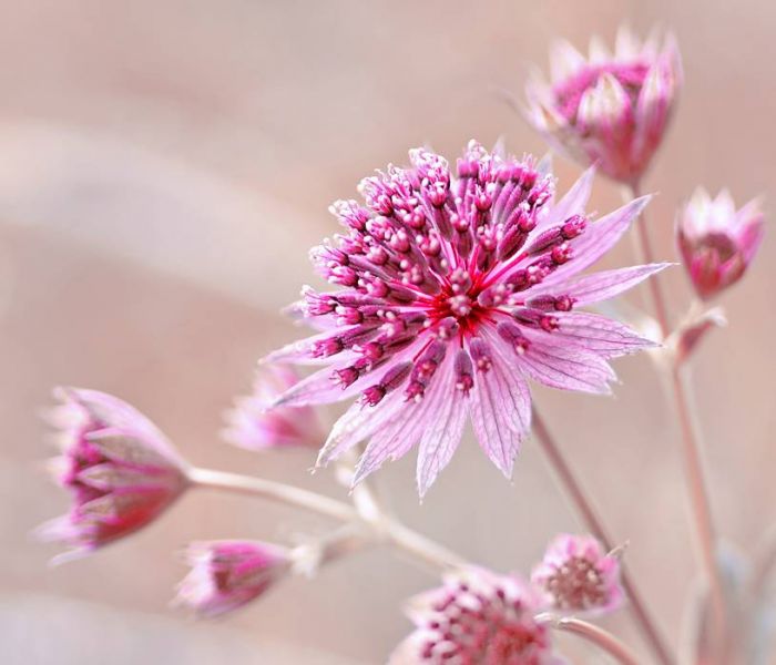 Wenn Sie einen abschattigen Bereich haben, sind die Sterndolden die beste Wahl unter den Pflanzen. (Foto: AdobeStock - Iwona 441383234)