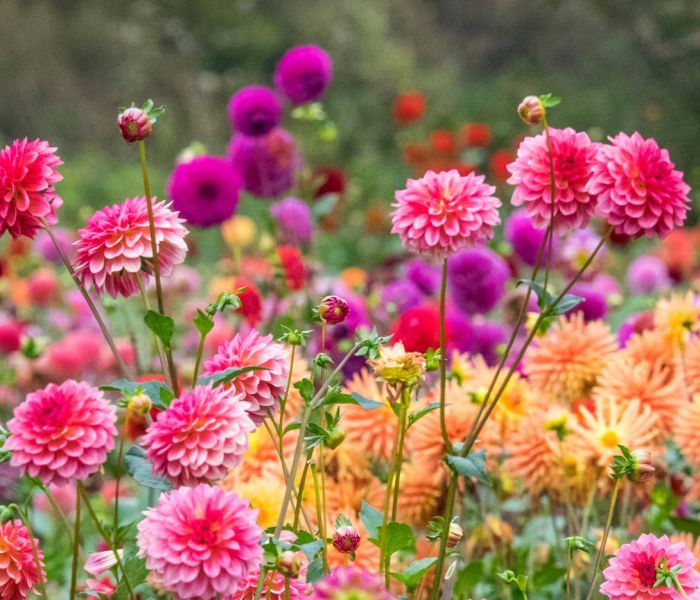 An halbschattigen Standorten blühen Dahlien besonders prachtvoll. (Foto: AdobeStock - Danita Delimont 420626747)
