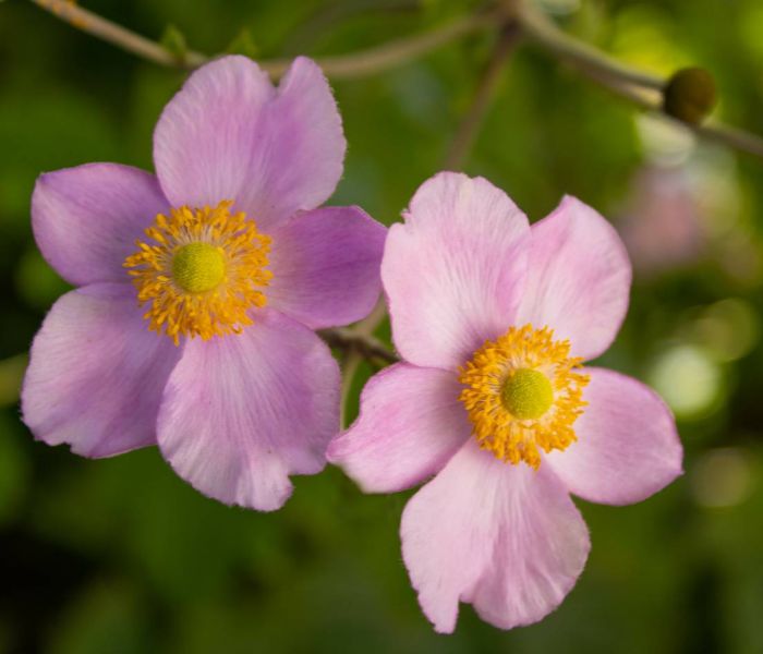 An "absonnigen" Standorten fühlen sich Herbst-Anemonen besonders wohl. (Foto: AdobeStock - Carla 375918866)